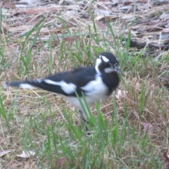 Grallina cyanoleuca (Magpie-lark) at Flynn, ACT - 1 Mar 2023 by Christine