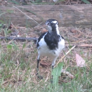 Grallina cyanoleuca at Flynn, ACT - 2 Mar 2023 08:06 AM