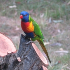 Trichoglossus moluccanus (Rainbow Lorikeet) at Flynn, ACT - 1 Mar 2023 by Christine