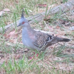 Ocyphaps lophotes (Crested Pigeon) at Flynn, ACT - 2 Mar 2023 by Christine