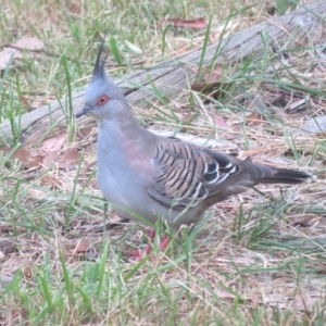 Ocyphaps lophotes at Flynn, ACT - 2 Mar 2023 08:07 AM