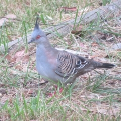 Ocyphaps lophotes (Crested Pigeon) at Flynn, ACT - 1 Mar 2023 by Christine