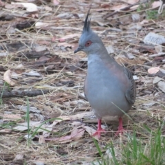 Ocyphaps lophotes at Flynn, ACT - 2 Mar 2023 08:07 AM