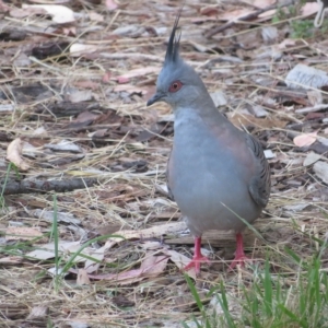 Ocyphaps lophotes at Flynn, ACT - 2 Mar 2023