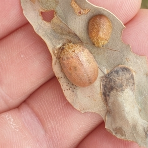 Paropsis atomaria at Wanniassa, ACT - 3 Mar 2023