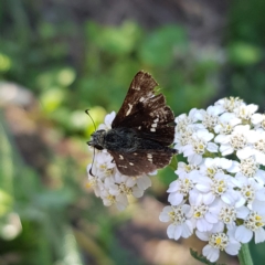 Dispar compacta (Barred Skipper) at Braidwood, NSW - 2 Mar 2023 by MatthewFrawley