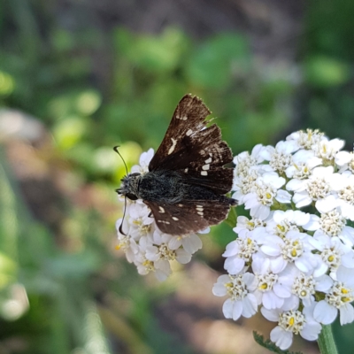 Dispar compacta (Barred Skipper) at QPRC LGA - 2 Mar 2023 by MatthewFrawley