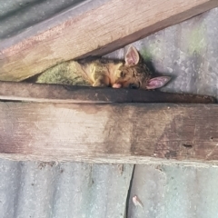 Trichosurus vulpecula (Common Brushtail Possum) at QPRC LGA - 2 Mar 2023 by MatthewFrawley