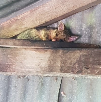 Trichosurus vulpecula (Common Brushtail Possum) at Braidwood, NSW - 2 Mar 2023 by MatthewFrawley