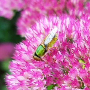 Odontomyia decipiens at Braidwood, NSW - 2 Mar 2023