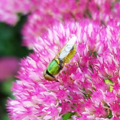 Odontomyia decipiens (Green Soldier Fly) at QPRC LGA - 2 Mar 2023 by MatthewFrawley