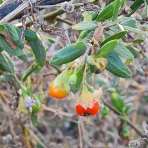 Lycium ferocissimum at Jerrabomberra, ACT - 1 Mar 2023