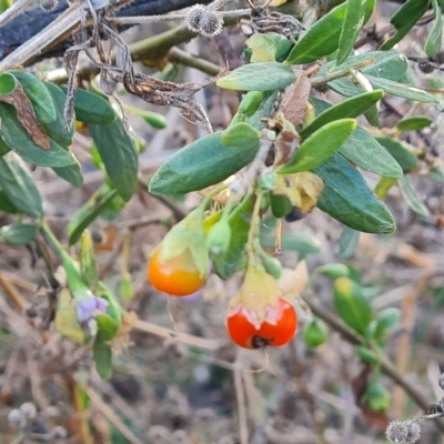 Lycium ferocissimum (African Boxthorn) at Isaacs Ridge and Nearby - 1 Mar 2023 by Mike