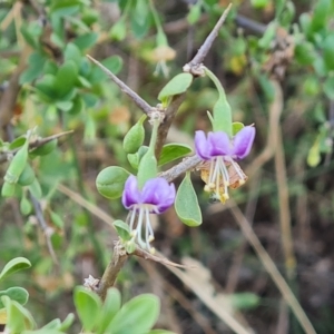 Lycium ferocissimum at Jerrabomberra, ACT - 1 Mar 2023