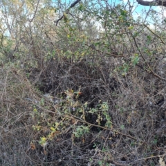 Lycium ferocissimum at Jerrabomberra, ACT - 1 Mar 2023