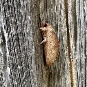 Elhamma australasiae at Aranda, ACT - 3 Mar 2023 09:05 AM