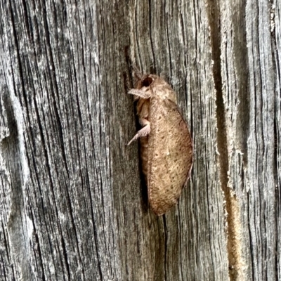 Elhamma australasiae (A Swift or Ghost moth (Hepialidae)) at Aranda, ACT - 3 Mar 2023 by KMcCue