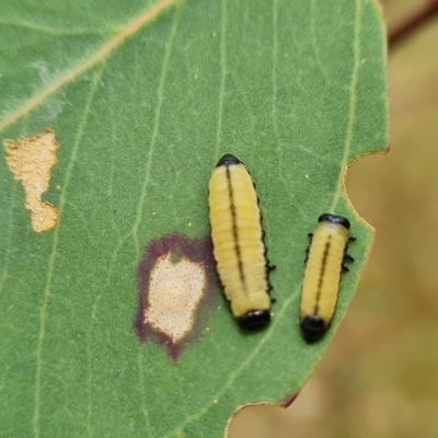 Paropsisterna cloelia (Eucalyptus variegated beetle) at Isaacs Ridge and Nearby - 3 Mar 2023 by Mike