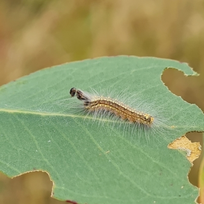 Uraba lugens (Gumleaf Skeletonizer) at Isaacs Ridge and Nearby - 3 Mar 2023 by Mike