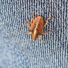 Gonipterus sp. (genus) (Eucalyptus Weevil) at Jerrabomberra, ACT - 3 Mar 2023 by Mike