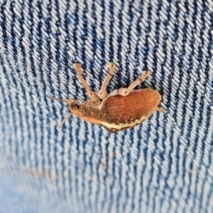 Gonipterus sp. (genus) at Jerrabomberra, ACT - 3 Mar 2023