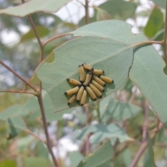 Paropsisterna cloelia (Eucalyptus variegated beetle) at Wanniassa, ACT - 3 Mar 2023 by gregbaines