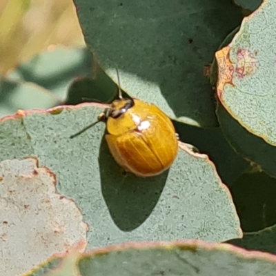 Paropsisterna cloelia (Eucalyptus variegated beetle) at Isaacs Ridge and Nearby - 3 Mar 2023 by Mike