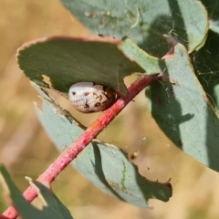 Paropsisterna m-fuscum (Eucalyptus Leaf Beetle) at Isaacs Ridge and Nearby - 3 Mar 2023 by Mike