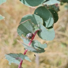 Paropsisterna m-fuscum at Jerrabomberra, ACT - 3 Mar 2023