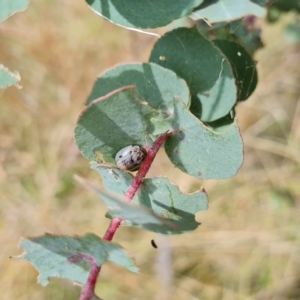 Paropsisterna m-fuscum at Jerrabomberra, ACT - 3 Mar 2023 11:46 AM