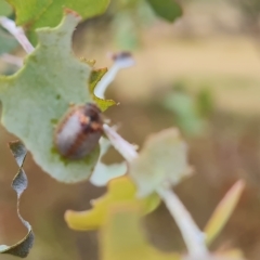 Paropsisterna decolorata (A Eucalyptus leaf beetle) at Isaacs Ridge and Nearby - 3 Mar 2023 by Mike