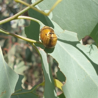 Paropsisterna cloelia (Eucalyptus variegated beetle) at Wanniassa, ACT - 3 Mar 2023 by gregbaines