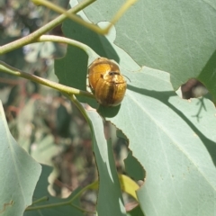 Paropsisterna cloelia (Eucalyptus variegated beetle) at Wanniassa, ACT - 2 Mar 2023 by gregbaines
