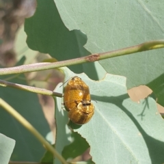 Paropsisterna cloelia at Wanniassa, ACT - 3 Mar 2023 08:57 AM