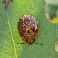 Paropsis variolosa (Variolosa leaf beetle) at Isaacs Ridge - 3 Mar 2023 by Mike