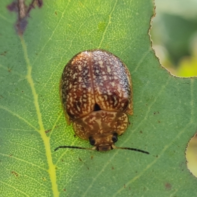 Paropsis variolosa (Variolosa leaf beetle) at Isaacs Ridge and Nearby - 3 Mar 2023 by Mike
