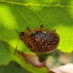 Paropsis variolosa at Jerrabomberra, ACT - 3 Mar 2023 12:13 PM