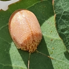 Paropsis atomaria (Eucalyptus leaf beetle) at Isaacs Ridge and Nearby - 3 Mar 2023 by Mike