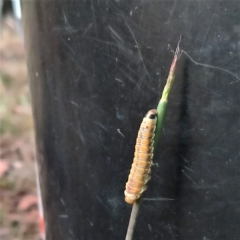 Pyraloidea immature unidentified (Pyraloidea caterpillar / pupa) at Higgins Woodland - 28 Feb 2023 by Untidy