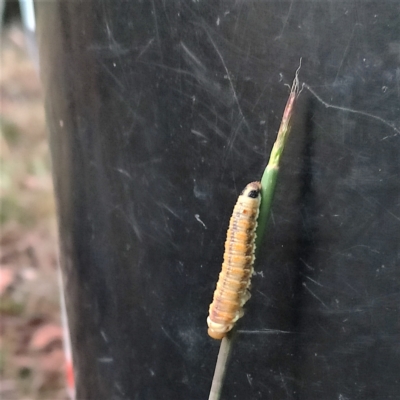 Pyraloidea immature unidentified (Pyraloidea caterpillar / pupa) at Higgins Woodland - 28 Feb 2023 by Untidy