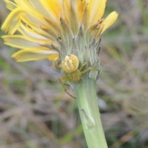 Lehtinelagia prasina at Boorowa, NSW - 23 Oct 2022