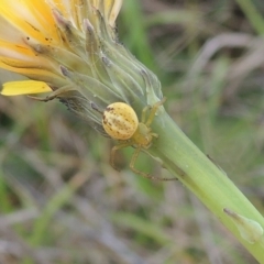 Lehtinelagia prasina at Boorowa, NSW - 23 Oct 2022