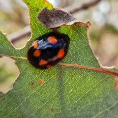 Paropsisterna beata (Blessed Leaf Beetle) at Isaacs Ridge and Nearby - 3 Mar 2023 by Mike