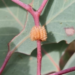 Paropsis atomaria (Eucalyptus leaf beetle) at Isaacs Ridge and Nearby - 3 Mar 2023 by Mike