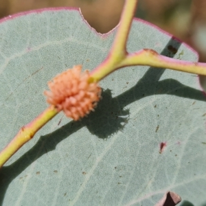 Paropsis atomaria at Jerrabomberra, ACT - 3 Mar 2023