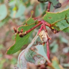 Unidentified Shield, Stink or Jewel Bug (Pentatomoidea) at Jerrabomberra, ACT - 3 Mar 2023 by Mike