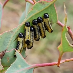 Paropsis atomaria (Eucalyptus leaf beetle) at Jerrabomberra, ACT - 3 Mar 2023 by Mike