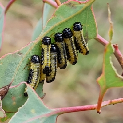 Paropsis atomaria (Eucalyptus leaf beetle) at Isaacs Ridge and Nearby - 3 Mar 2023 by Mike