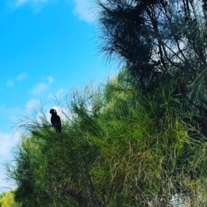 Zanda funerea at McLaren Vale, SA - 28 Dec 2022