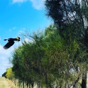 Zanda funerea at McLaren Vale, SA - 28 Dec 2022